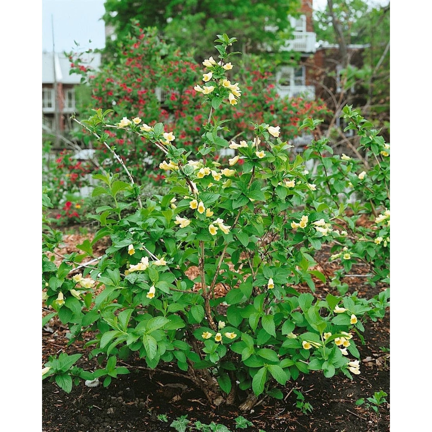 Weigela Middendorffiana Weigelie 60-100 cm günstig online kaufen