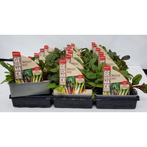 6er Schale Mangold Bunt (Beta vulgaris) mit bunten Stielen und grünen Blättern.