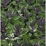 Bunter Echter Salbei Tricolor (Salvia officinalis) mit grün-weiß panaschierten Blättern und violetten Akzenten.