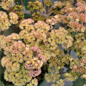 Gelbe Fetthenne 'Yellow Xenox' (Sedum telephium) mit kleinen gelben Blüten in Nahaufnahme.