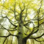 Vlies Fototapete „Der Traumbaum“ (450x280 cm) mit detailreichem Baum in herbstlichem Wald.