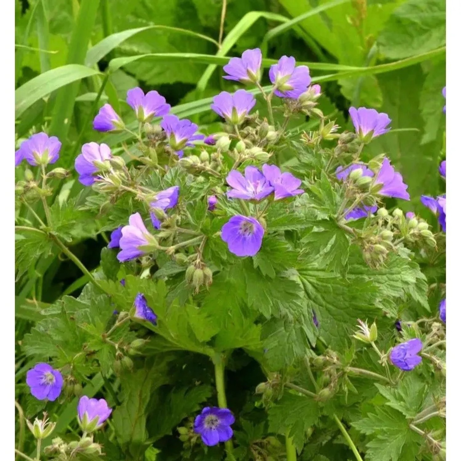 Blühender Wiesenstorchschnabel (Geranium pratense) mit grünen Blättern. Staude für den Garten.