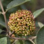 Nahaufnahme: Immergrüner Schneeball Viburnum Rhytidophyllum mit Blütenknospen.