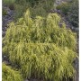 Gelbe Fadenzypresse (Chamaecyparis pisifera) mit leuchtend gelben, hängenden Nadeln, buschiger Strauch.