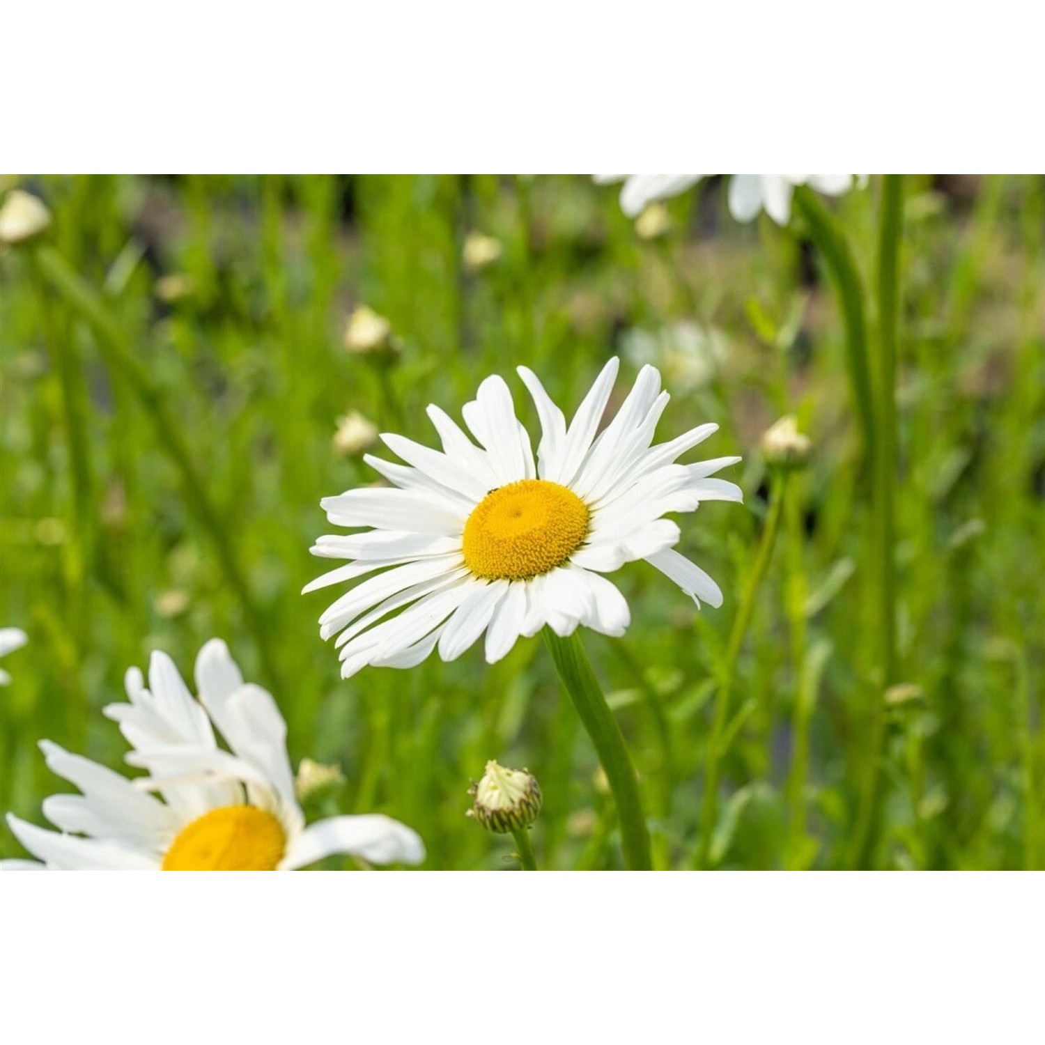 Leucanthemum Vulgare Maikönigin Wiesenmargerite Ca. 9x9 cm Topf günstig online kaufen