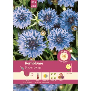Pabst Keimkraft Kornblume Blauer Junge Saatgut mit leuchtend blauen Blüten.