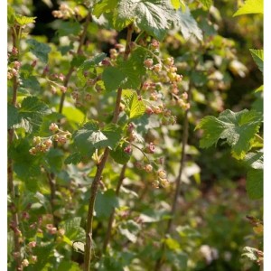 Schwarze Johannisbeere 'Silvergieters Schwarze' (Ribes nigrum) mit grünen Blättern und Blütenknospen. Robuster Beerenstrauch.