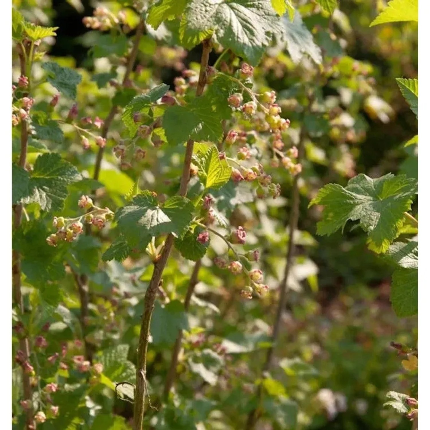Schwarze Johannisbeere Silvergieters Schwarze 40-60cm - Ribes nigrum