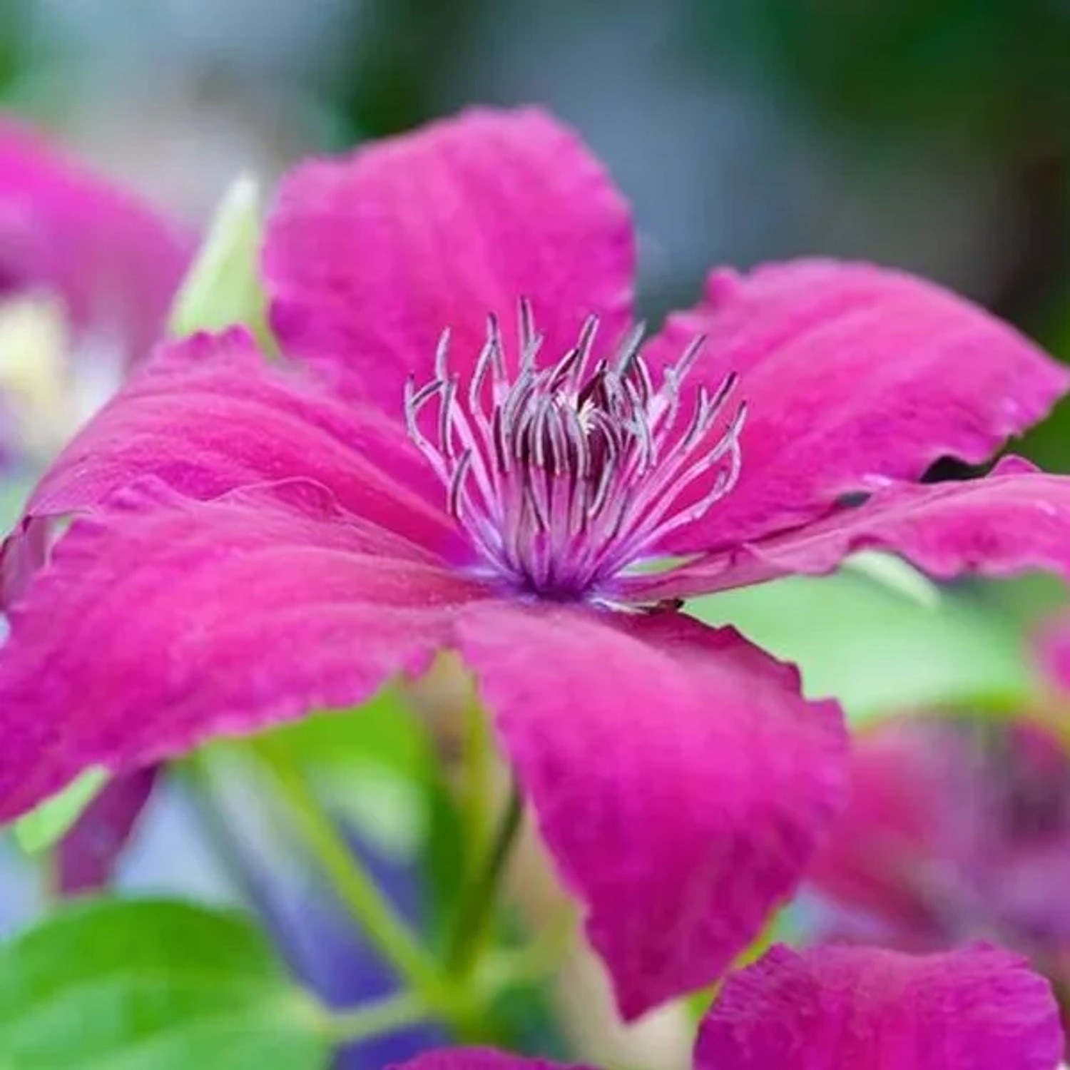 Waldrebe 'Rüütel' Clematis 50 bis 60 cm im Container Großblumig