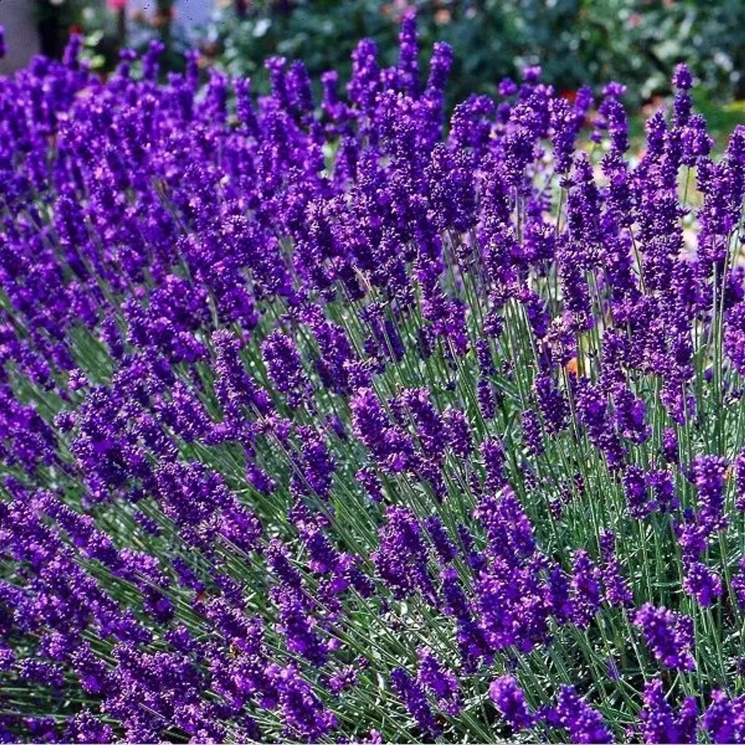 Lavendel 'Dwarf Blue' Lavandula angustifolia im Container Duftend