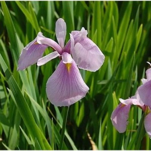 Asiatische Sumpf Schwertlilie Rose Queen - Iris laevigata