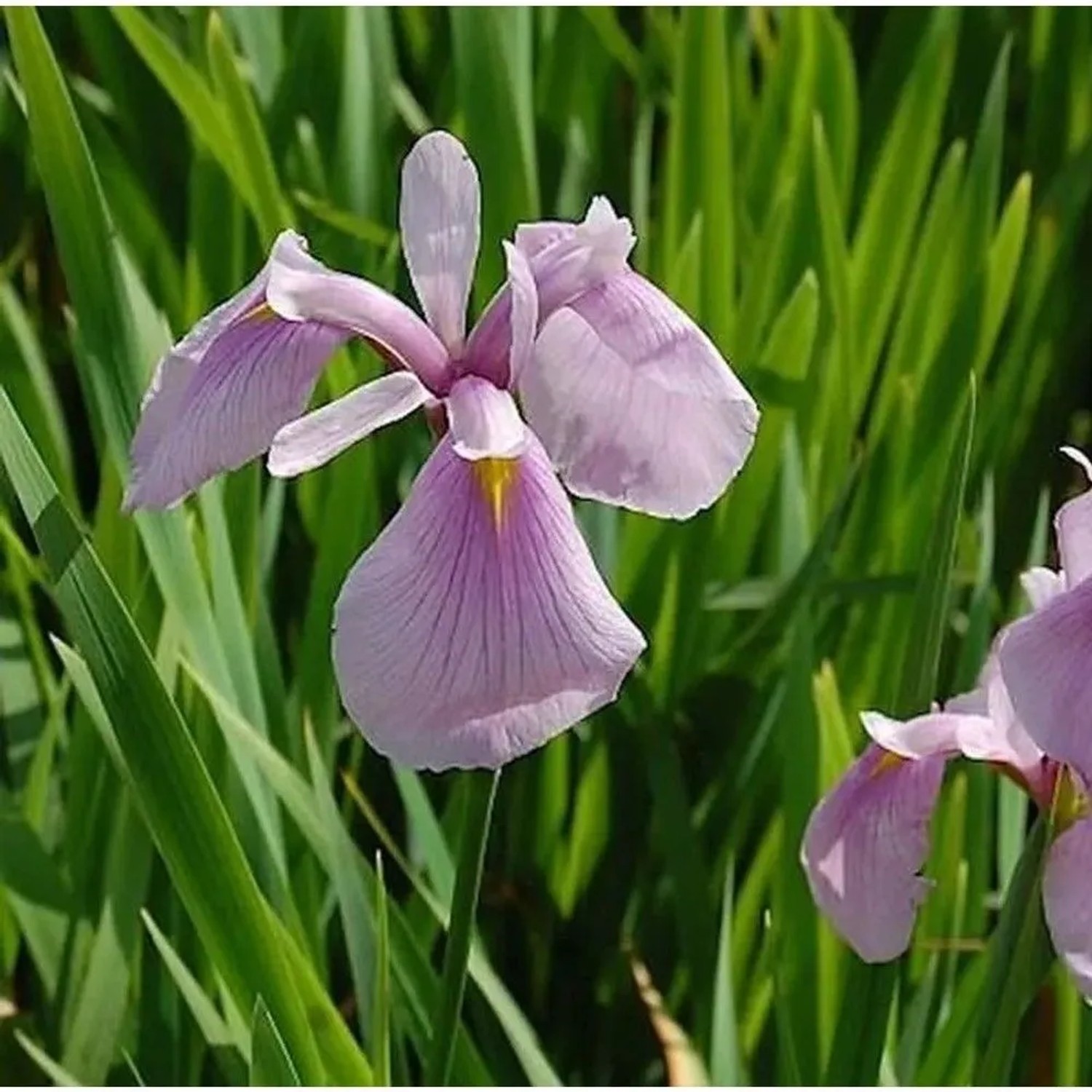 Asiatische Sumpf Schwertlilie Rose Queen - Iris,aevigata