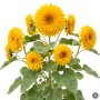 LaCaTho Sonnenblume Sonnengold (Helianthus annuus) mit vielen gelben, gefüllten Blüten und grünen Blättern.