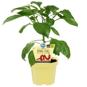 Blu Bio-Spiral-Chili im Topf, ca. 12 cm. Fruchtgemüse mit grünen Blättern und gelbem Topf.