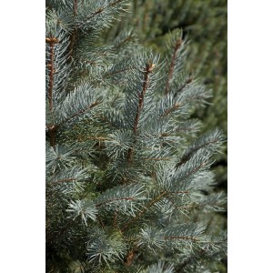 Nahaufnahme der blau-grünen Nadeln einer Picea Pungens Edith Blau-Fichte.