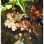 Purpurglöckchen Cappuccino - Heuchera micrantha_2