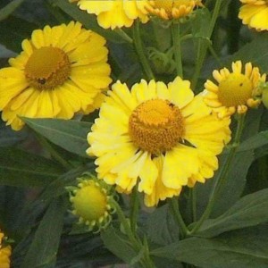Gelbe Sonnenbraut Double Trouble (Helenium cultorum) im Detail.