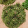 Kompakte Pinus Nigra Bambino Schwarzkiefer mit dunkelgrünen Nadeln, ca. 25-30 cm Stammhöhe.