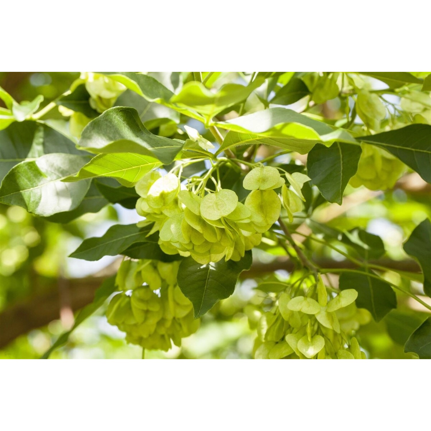Ptelea Trifoliata Hopfenbaum 60–80 cm Aromatisch günstig online kaufen