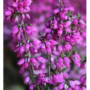 Nahaufnahme der dunkelroten Blüten der Grauheide 'Dunkelroter Kobold' (Erica cinerea).