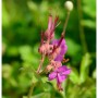 Nahaufnahme einer blühenden Balkan-Storchschnabel Bevan Staude mit rosa Blüten.
