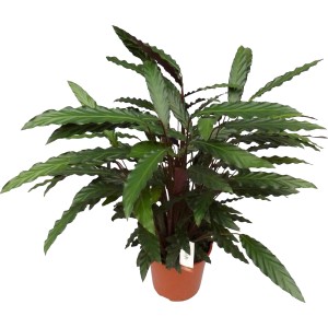 Korbmarante 'Wavestar' im Topf, eine dekorative Grünpflanze mit auffälligen, länglichen Blättern.