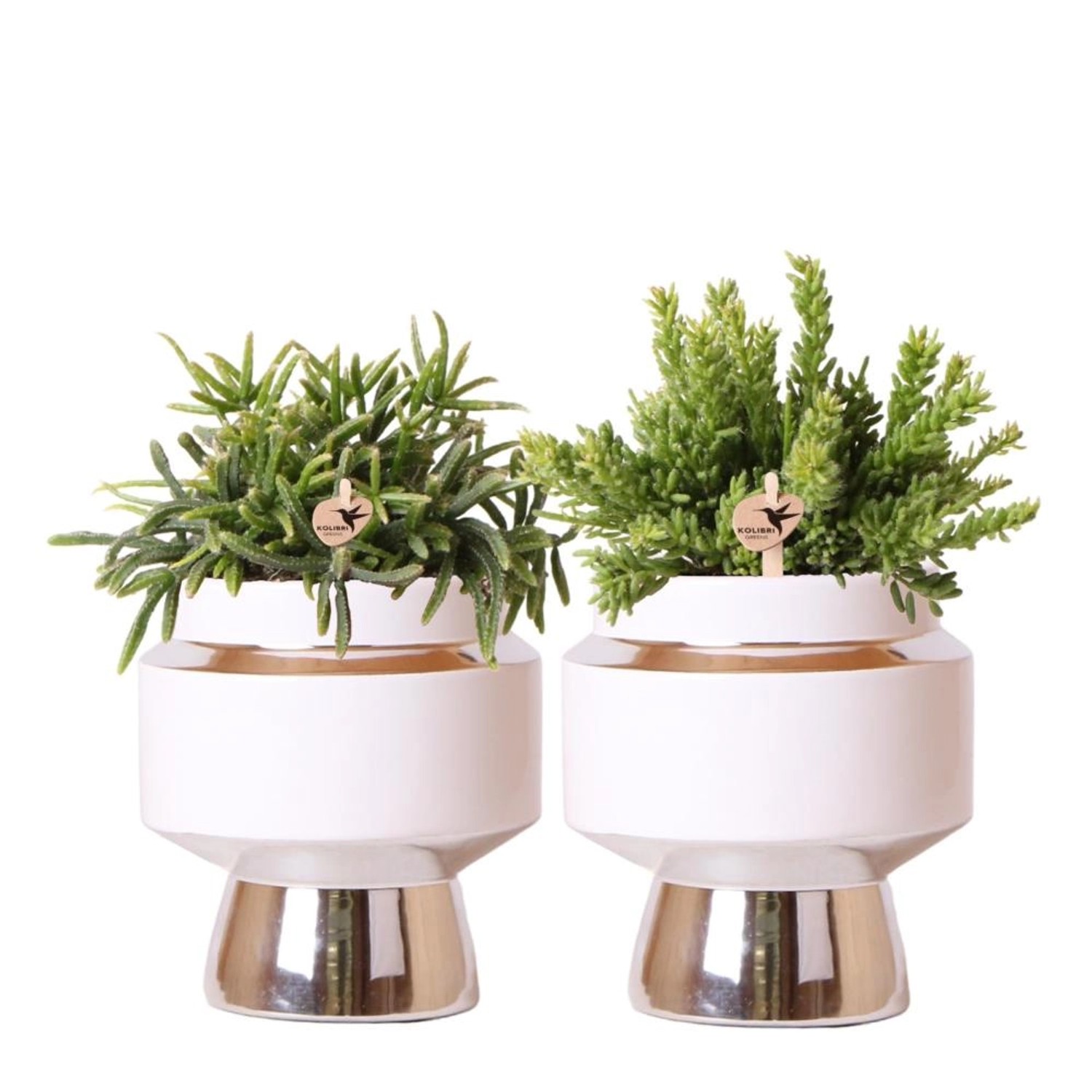 Kolibri Greens Rhipsalis 2Er Set Pflanzen In Silbernen Le Chic Ziertöpfen Keramik Topfgröße 9cm