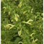 Nahaufnahme des Klebrigen Salbeis (Salvia glutinosa) mit gelben Blüten.
