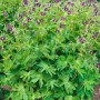 Brauner Storchschnabel (Geranium phaeum) im 9x9 cm Topf. Dunkelviolette Blüten und grüne Blätter der Staude.