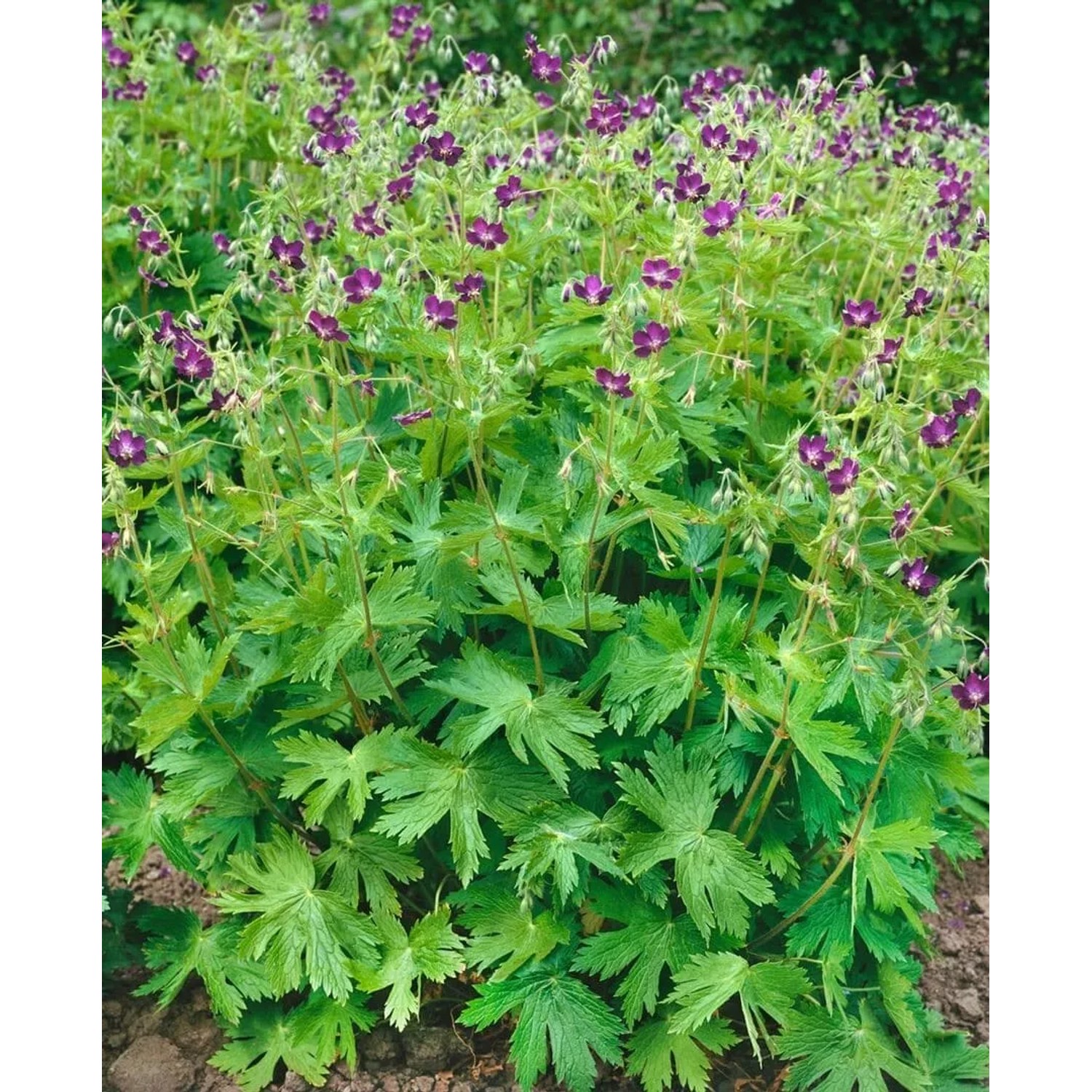 Brauner Storchschnabel (Geranium phaeum) im 9x9 cm Topf. Dunkelviolette Blüten und grüne Blätter der Staude.