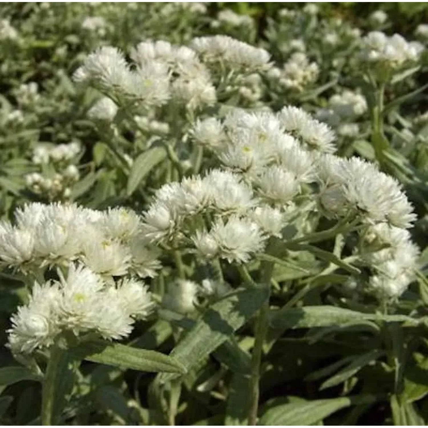 Perlkörbchen Silberregen - Anaphalis triplnervis