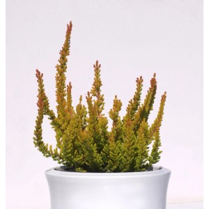10x Knospenheide Gardengirls Zora im Topf, Calluna vulgaris, Herbstzauber für Garten und Balkon.