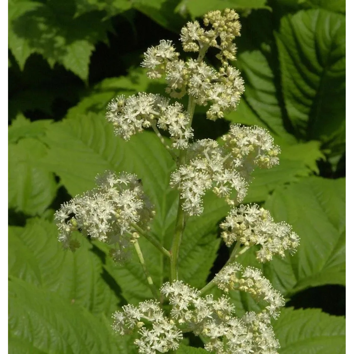 Gestieltblättriges Schaublatt - Rodgersia podophylla