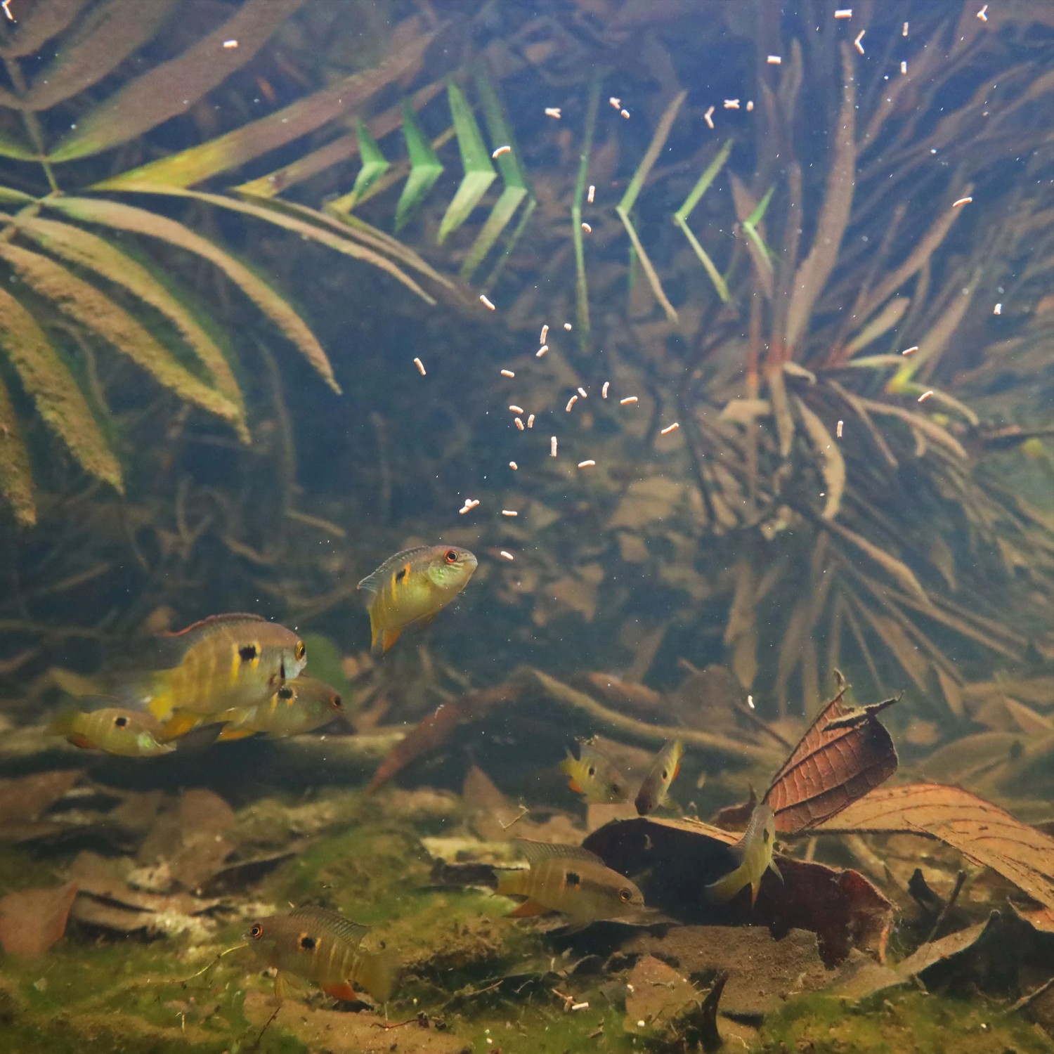 Aquarium: Fische fressen Jbl Pronovo Insect Sticks S Fischfutter.