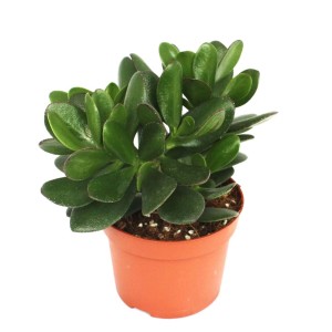 Geldbaum (Crassula portulacea) im 12cm Topf. Sukkulente mit dicken, grünen Blättern.