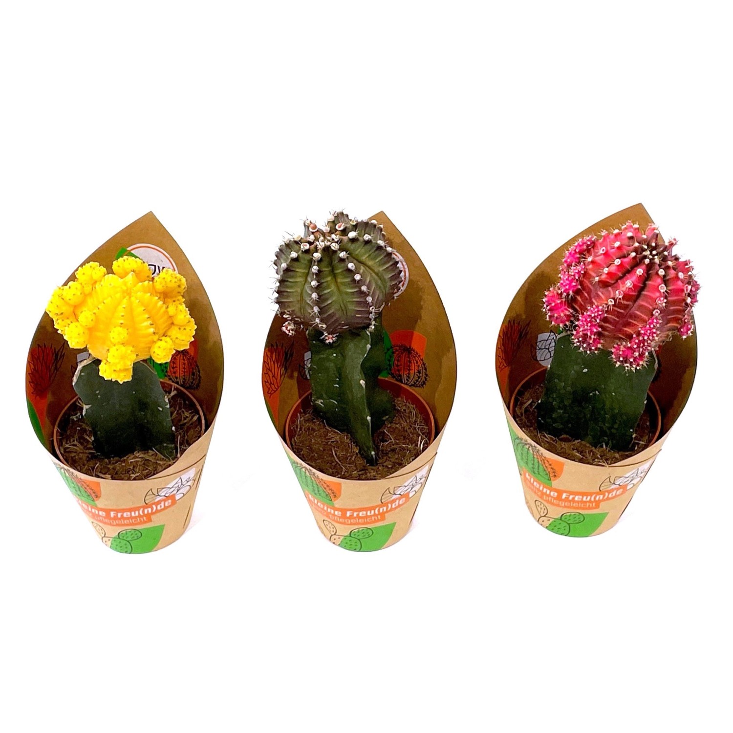 GROW by OBI Gymnocalicium Veredelungen 3-fach sortiert Topf-Ø ca. 8,5 cm günstig online kaufen