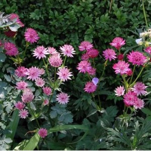 Sterndolde Roma - Astrantia major