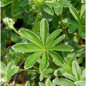 Nahaufnahme des Felsen-Frauenmantels (Alchemilla saxatilis), einer grünen Staude mit weißen Rändern.