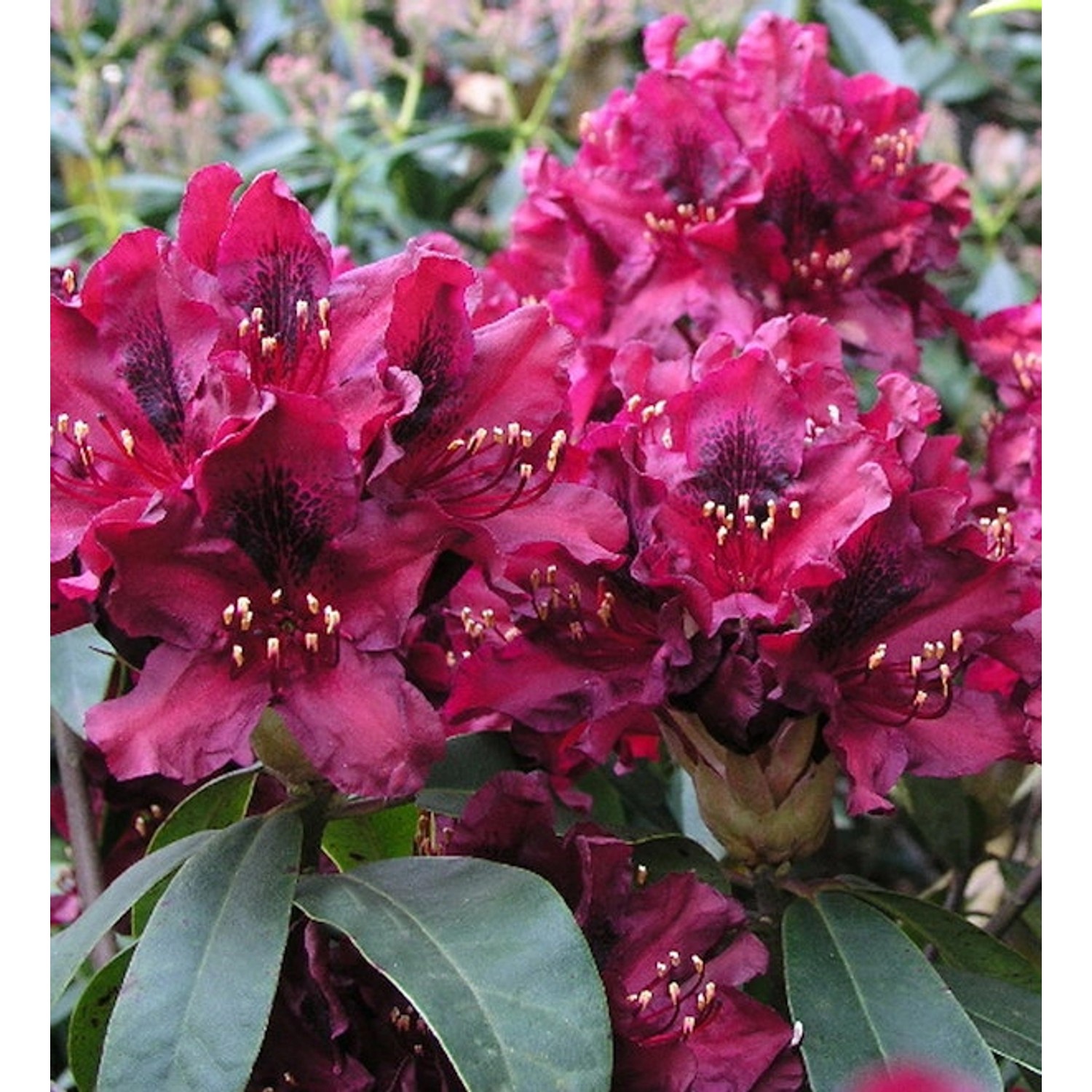 Großblumige Rhododendron Black Widow 30-40cm - Alpenrose günstig online kaufen