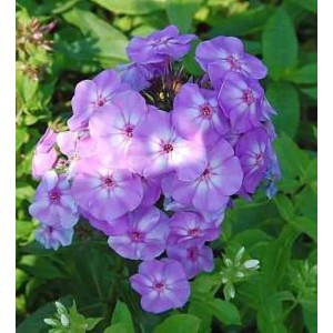 Nahaufnahme der hohen Flammenblume 'Blue Boy' (Phlox paniculata) mit blauen Blüten.