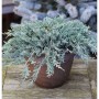 Blauer Kriechwacholder 10-15cm - Juniperus horizontalis