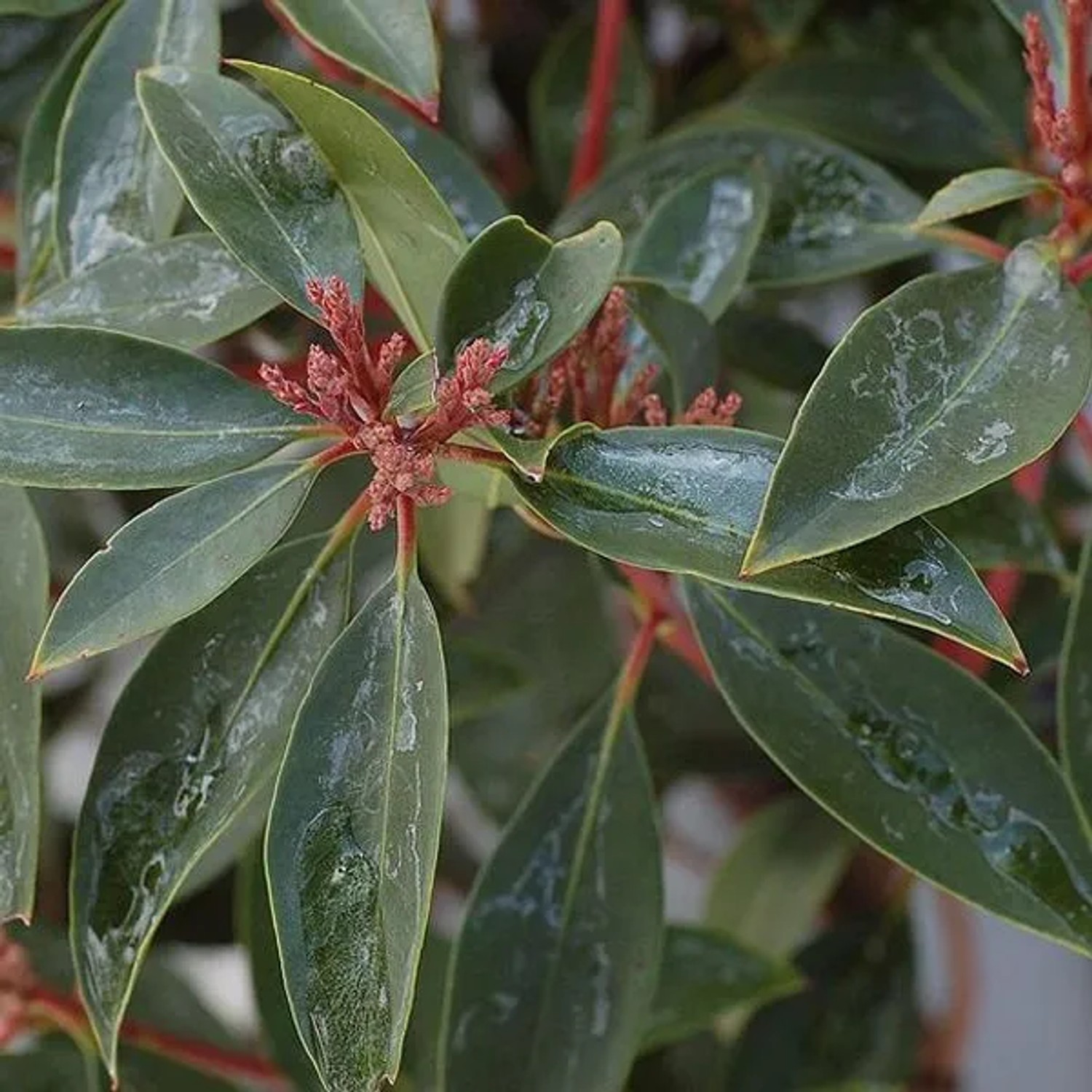 Berglorbeer Kalmia,atifolia 25 bis 30 cm im Container Immergrün