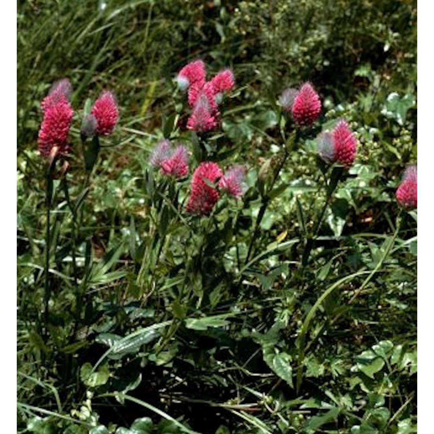 Purpur-Klee - Trifolium rubens günstig online kaufen