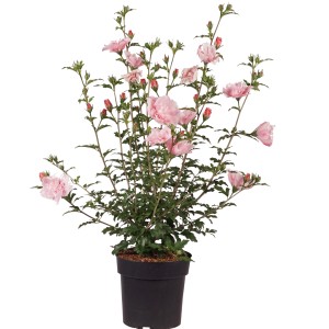 Garteneibisch Pink Chiffon im Topf mit zarten rosa Blüten.