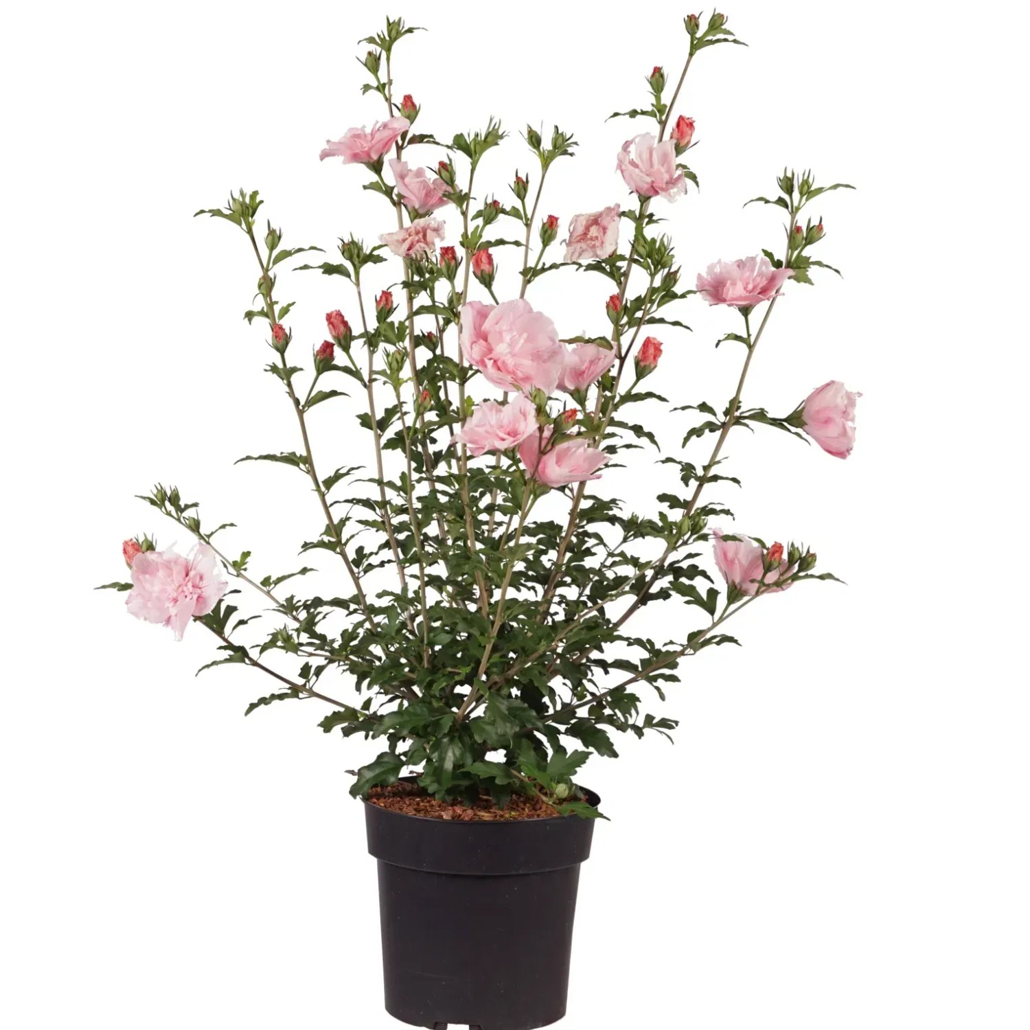Hibiskus Höhe ca. 60 cm Topf 4,5 l Hibiscus syriacus Pink Chiffon