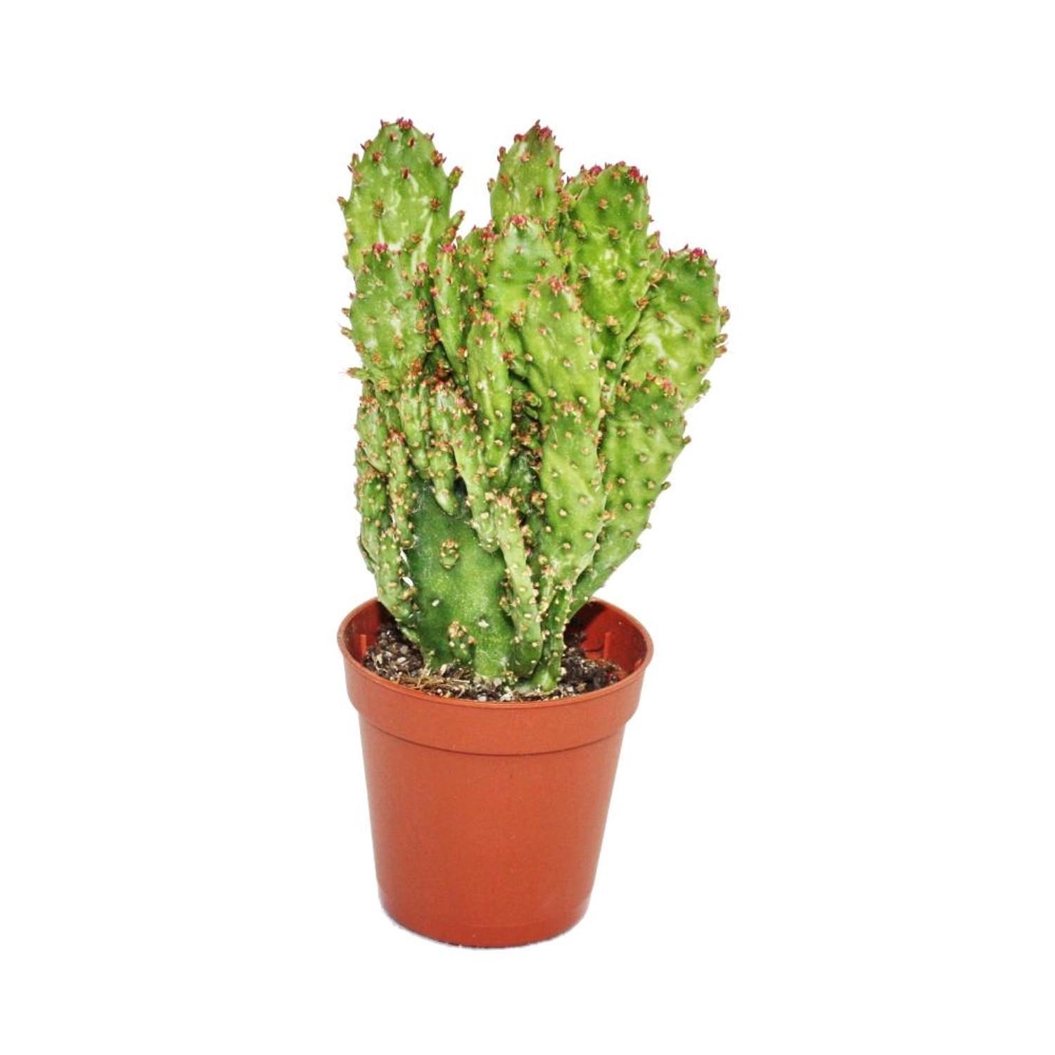 Exotenherz Opuntia Monacantha Variegata Kleine Pflanze im 5,5cm Topf günstig online kaufen