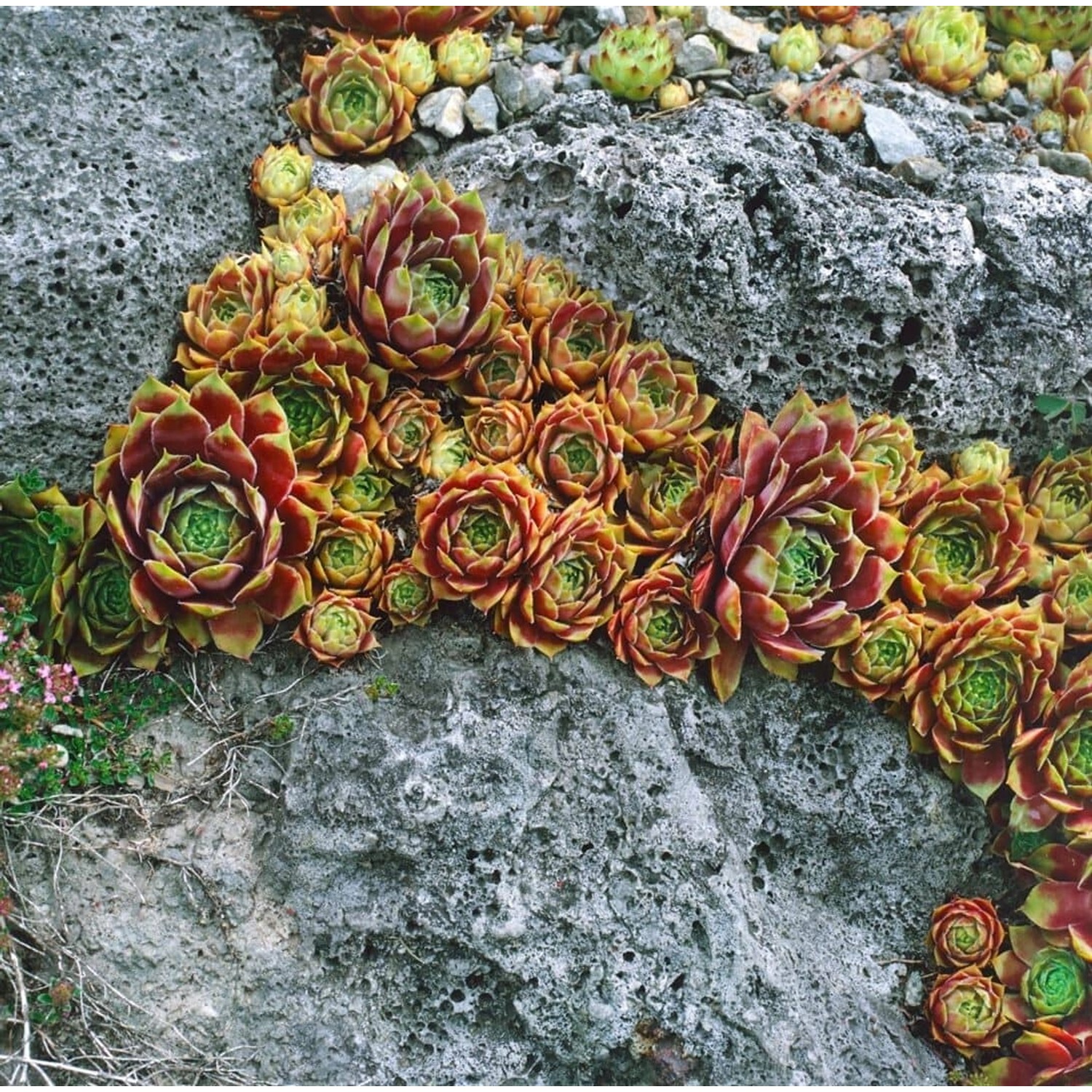 Sempervivum X Cult. Bernstein Hauswurz Ca. 9x9 cm Topf günstig online kaufen