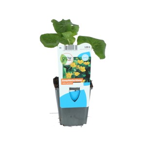 Sumpfdotterblume im Topf, gelbe Blüten und grüne Blätter. Frühblühende Teichpflanze.