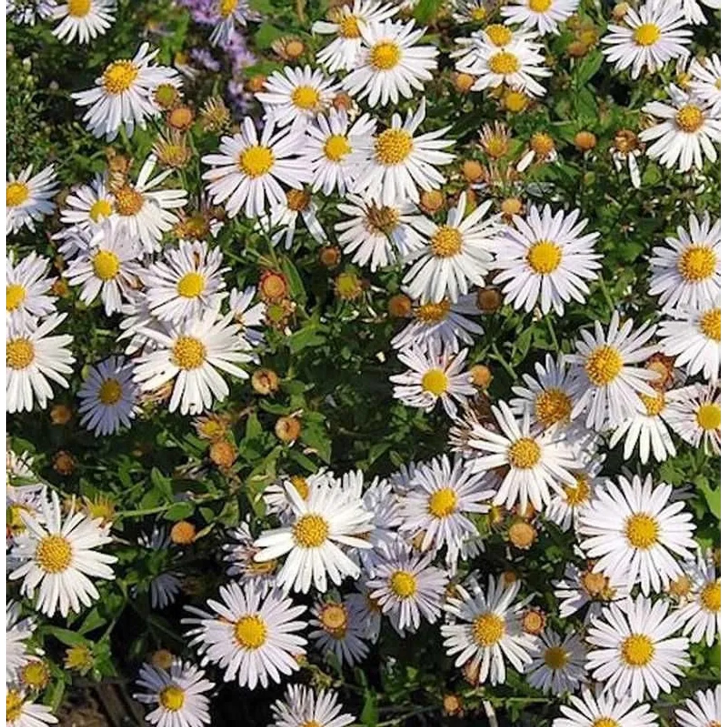 Schönaster Madiva - Kalimeris incisa