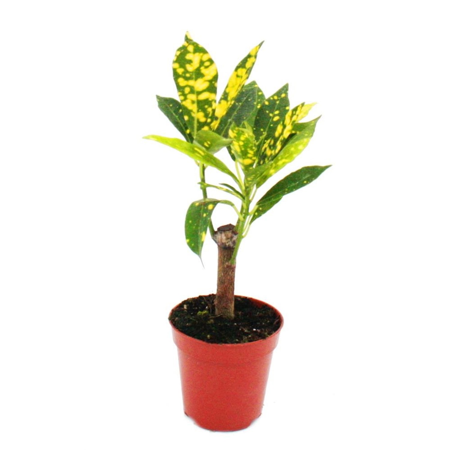 Exotenherz Minipflanze Croton Codiaeum Wunderstrauch Ideal für Kleine Schalen und Gläser Babyplant im 5,5cm Topf